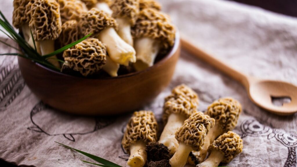 Gucchi Mushroom: गुच्छी मशरूम भी प्राकृतिक रूप से उगने वाली सबसे महंगी सब्जियों में शामिल है. इसकी कीमत ₹30,000 से ₹40,000 प्रति किलोग्राम होती है. इसे उगाने के लिए विशेष जलवायु और मिट्टी की जरूरत होती है और इसकी सीमित उपलब्धता इसे अधिक महंगा बनाती है.