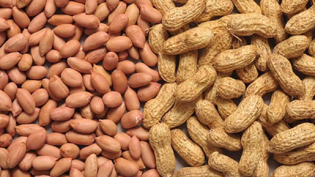 India Farmers Shift Cotton To Groundnut Production Growth 2026 27 Oilseeds Demand Profitability