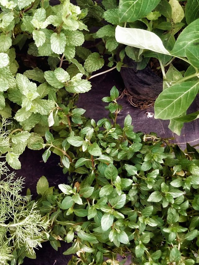 घर में लगाएं ये 3 हर्बल पौधे, दवाइयों से मिलेगी छुट्टी!