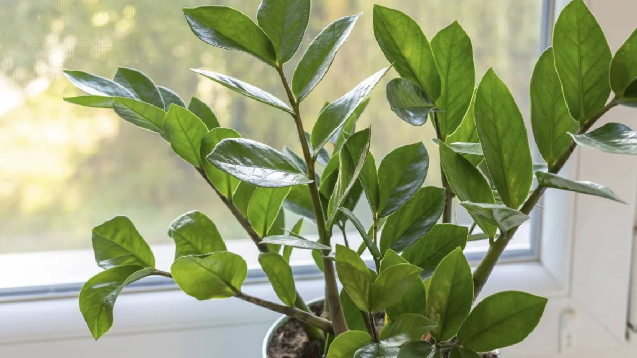 इनडोर गार्डनिंग का आसान विकल्प है जीजी ऑक्सीजन प्लांट, घर में लगाने से पहले जान लें जरूरी बातें