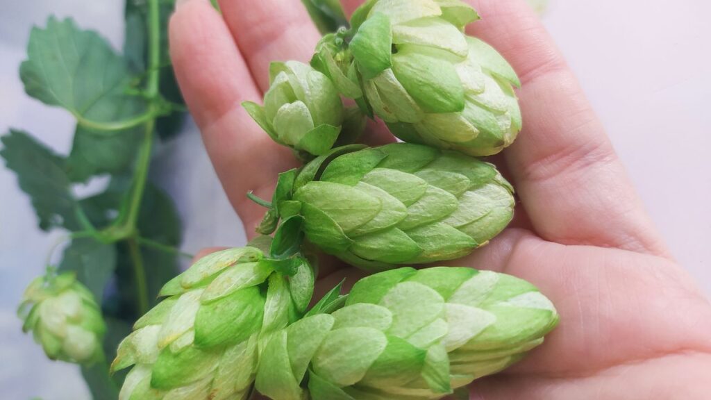 Hop Shoots Farming: हॉप शूट्स मुख्य रूप से बिहार और हिमाचल प्रदेश के कुछ विशेष क्षेत्रों में पाए जाते हैं. इन क्षेत्रों की खास मिट्टी और जलवायु इसे उगाने के लिए अनुकूल होती है. यही वजह है कि हर जगह इसे उगाना संभव नहीं है और इसकी बाजार में उपलब्धता बहुत कम होती है.