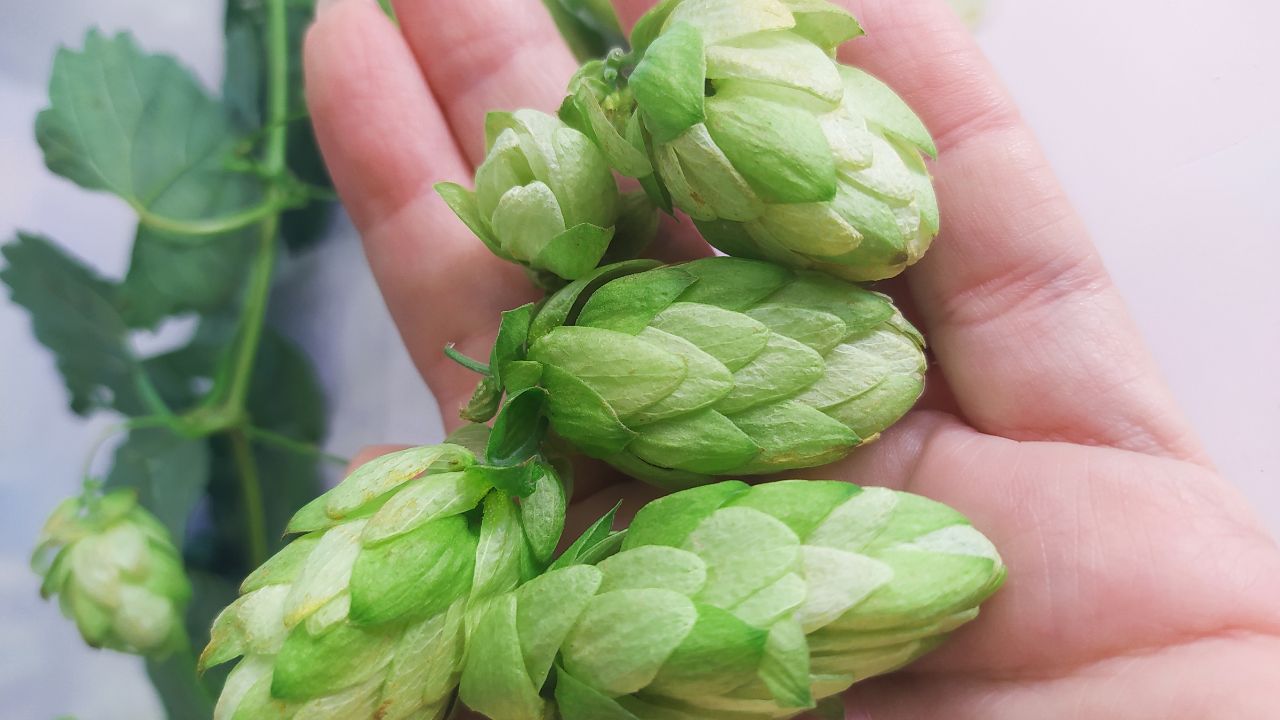 World Most Expensive Vegetable Hop Shoots Price 1 Lakh Per Kg Farming Method Profit Cultivation Guide