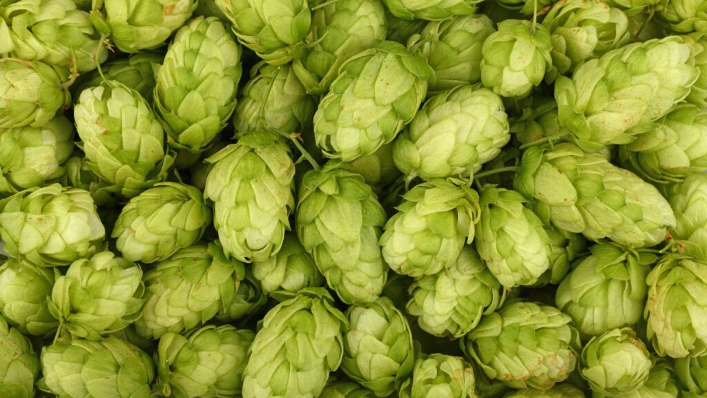 Hop Shoots Cultivation: हॉप शूट्स सीधे कतारों में नहीं उगते, इसलिए मशीनों से कटाई करना असंभव है. किसानों को हर हॉप शूट्स को अलग-अलग ढूंढकर हाथ से तोड़ना पड़ता है. इस मेहनत और समय की वजह से इसकी कीमत इतनी ऊंची होती है.