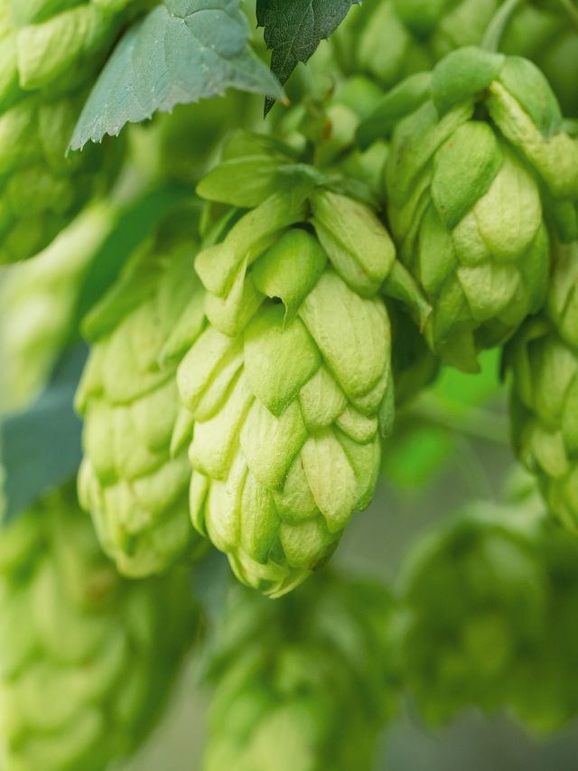 दुनिया की सबसे महंगी और Rare सब्जी, कीमत उड़ा देगी होश!