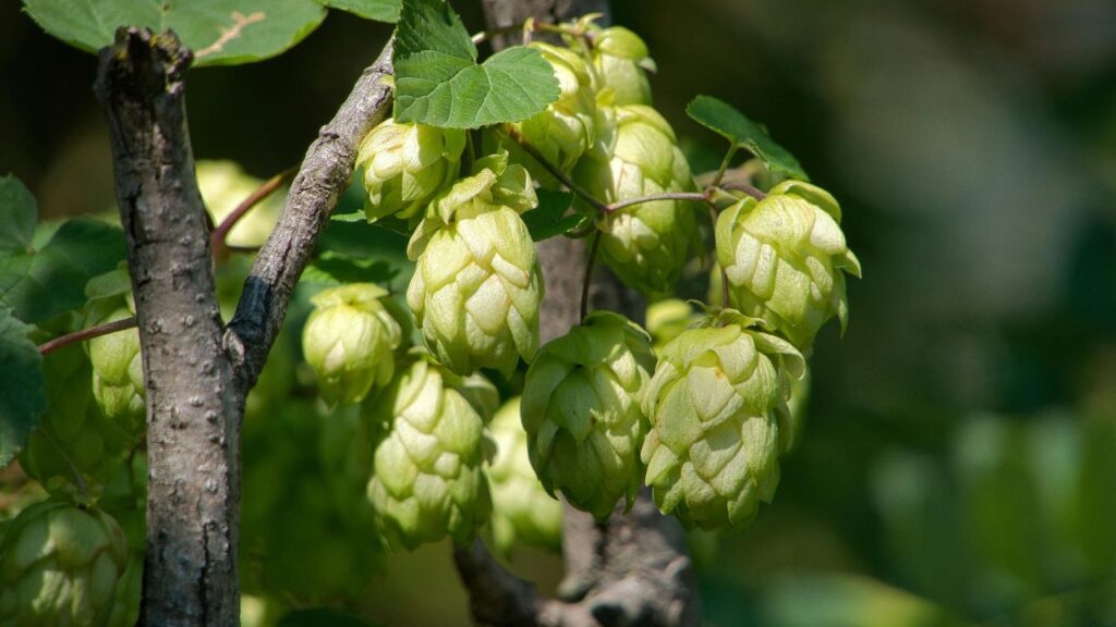 Hop Shoots Benefits: हॉप शूट्स में ह्यूमुलोन और लुपोलोन जैसे प्राकृतिक एसिड पाए जाते हैं. ये एसिड कैंसर कोशिकाओं, टीबी और अन्य गंभीर बीमारियों से लड़ने में मदद कर सकते हैं. इसलिए सिर्फ स्वाद ही नहीं, बल्कि स्वास्थ्य लाभ की वजह से भी इसकी कीमत बढ़ती है.