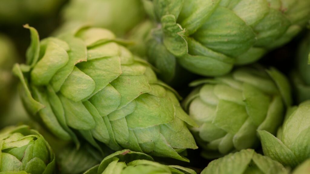 Hop Shoots: हॉप शूट्स केवल कुछ ही क्षेत्रों में उगने वाली सब्जी है और यह न केवल भारत में बल्कि पूरी दुनिया की सबसे महंगी सब्जियों में से एक मानी जाती है. मीडिया रिपोर्ट्स के अनुसार भारतीय बाजार में इसकी कीमत 85,000 से 1,00,000 रुपये प्रति किलोग्राम तक पहुंच सकती है. इसकी दुर्लभता और सीमित उपलब्धता इसे इतना महंगा बनाती है.