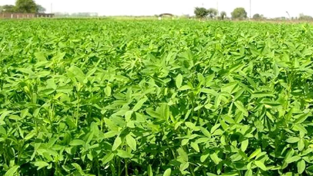 सर्दियों में पशुपालकों के लिए बरसीम बना वरदान, दूध बढ़ाए और सेहत सुधारे