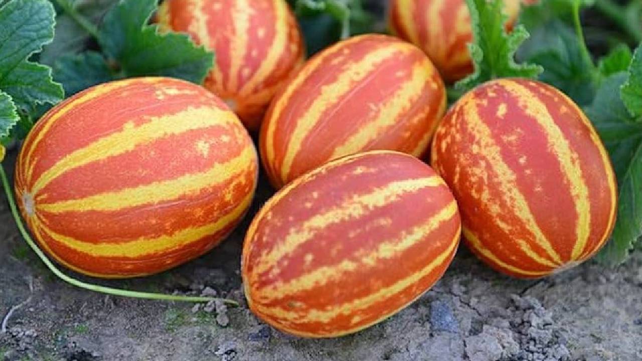 Kachri Farming Low Cost High Profit Summer Crop For Farmers Complete Guide Benefits Yield Cultivation Method