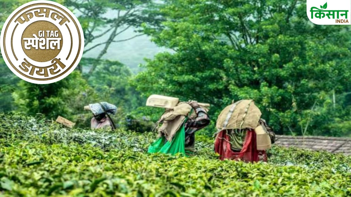 कांगड़ा चाय जिसका यूरोपीय संघ ने भी माना लोहा, 170 साल पहले शुरू हुई खेती.. भूकंप का भी किया सामना