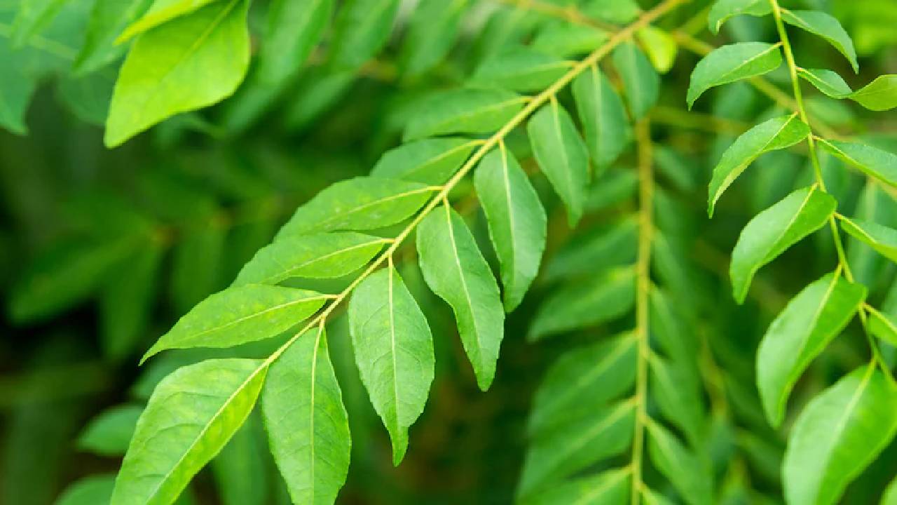 Curry Leaf Plants Are Drying Up In Winter Here Are Some Easy Care Tips