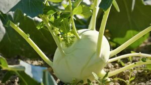 कम लागत में ज्यादा मुनाफा, गांठ गोभी की खेती से दो महीने में शुरू होगी कमाई