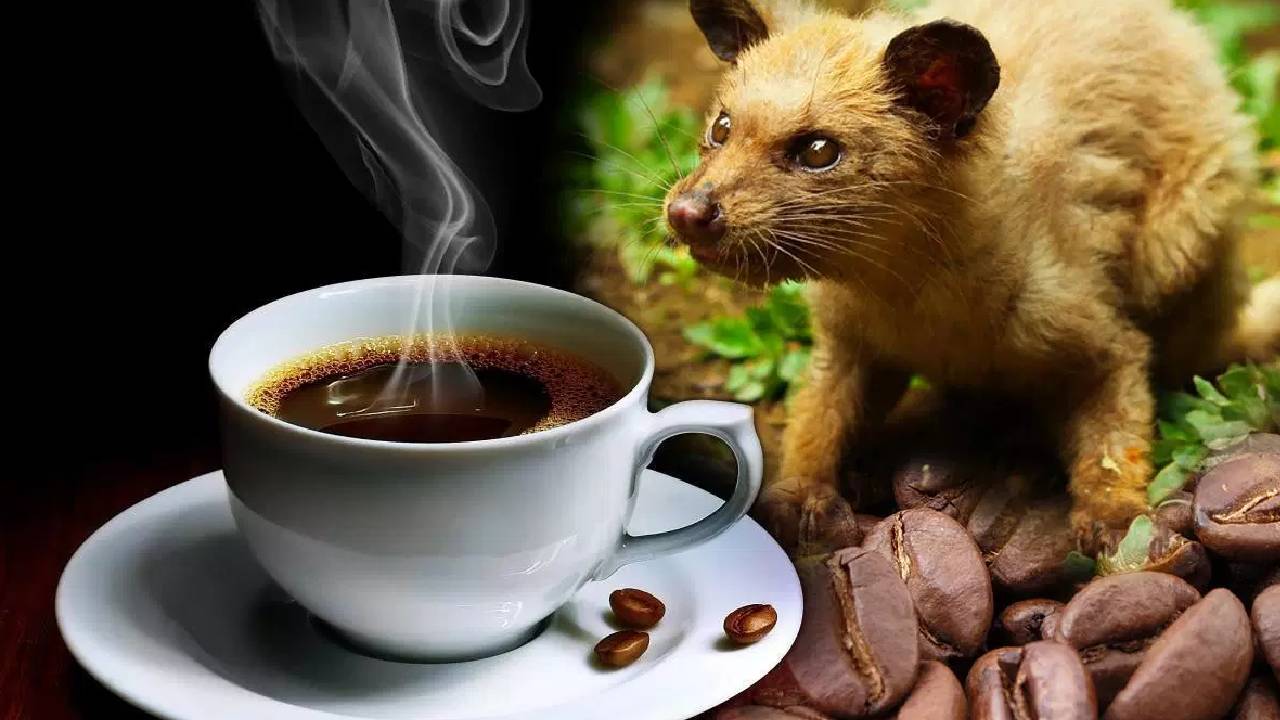Kopi Luwak Coffee Worlds Most Expensive Coffee Made From Civet Digestion Process Price Origin And Unique Story