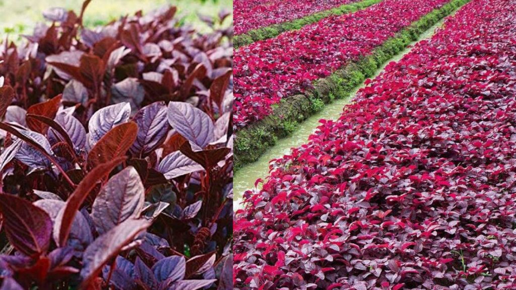 Grow Red Amaranth for High Profits: A Fast, Low-Cost Crop Ready in Just 30 Days