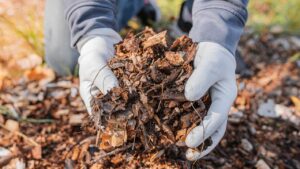 Organic Fertilizer: पत्तियों के कचरे से बनेगा उपजाऊ गार्डन कंपोस्ट, 100 कंपोस्टर लगे Organic Fertilizer: पत्तियों के कचरे से बनेगा उपजाऊ गार्डन कंपोस्ट, 100 कंपोस्टर लगे