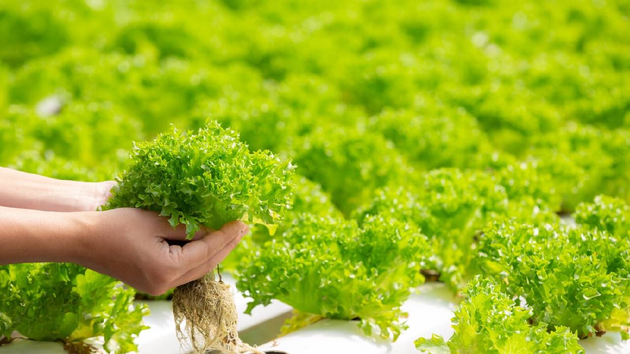 कम लागत में ज्यादा फायदा, पत्तेदार सब्जियों से किसानों को मिलेगा दोगुना फायदा