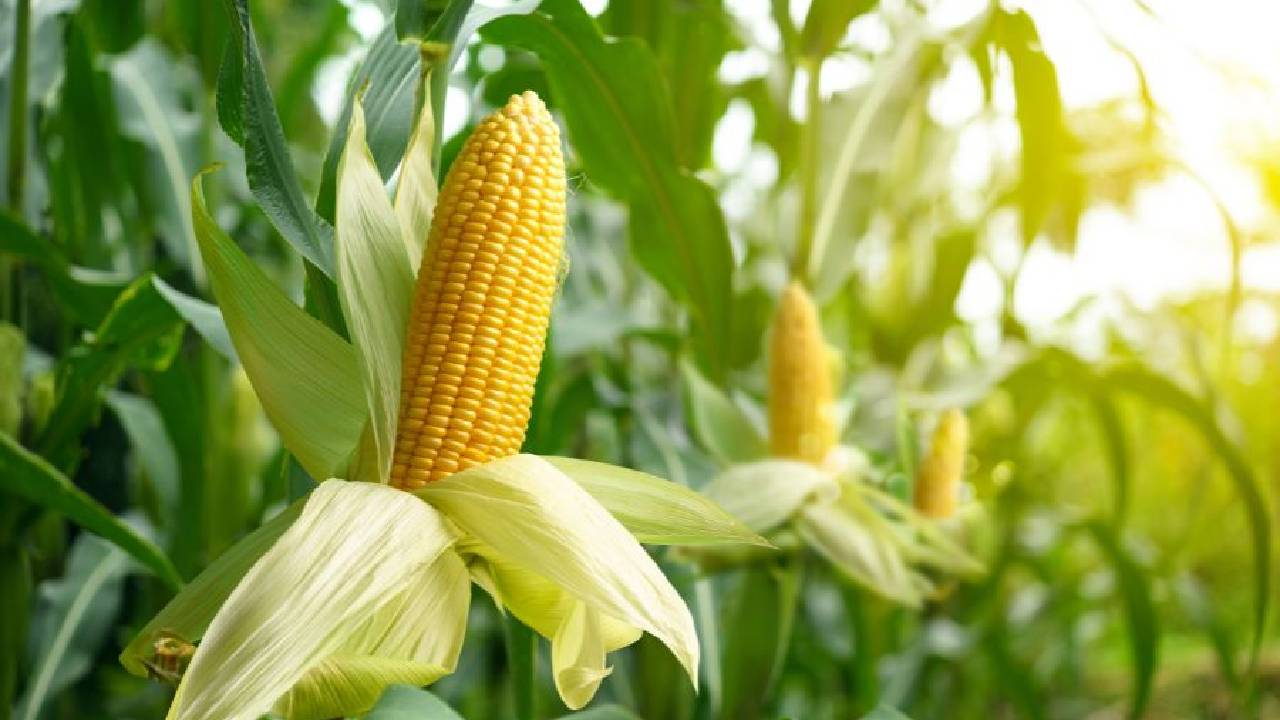 Maize Cultivation After Potato Smart Farming Method For Higher Profit In Zaid Season