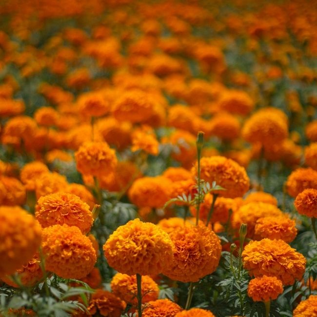 Marigold Farming 