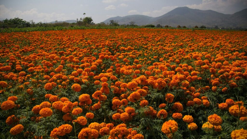 Marigold Farming