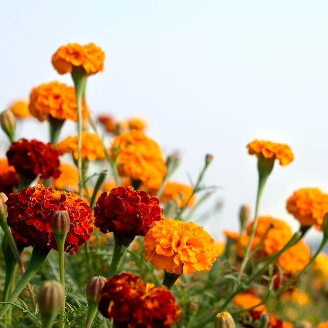 Marigold Farming