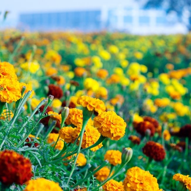 Marigold Farming
