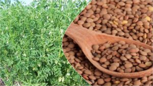 मसूर की खेती वैज्ञानिक तरीके से कैसे करें, जानिए पैदावार बढ़ाने के तरीके