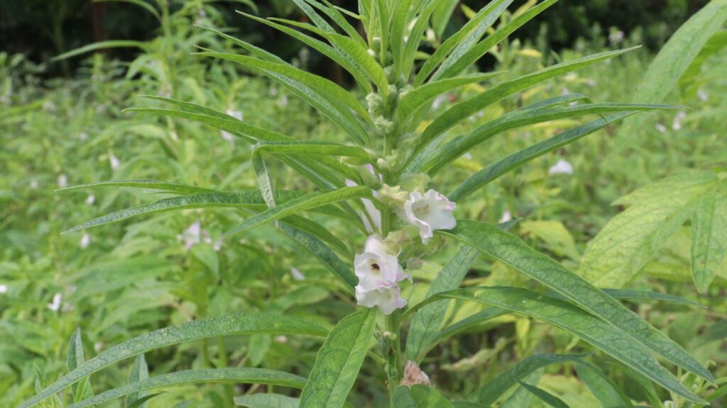 Medicinal Plants Farming: आयुर्वेद और हर्बल प्रोडक्ट्स की बढ़ती मांग ने औषधीय पौधों की खेती को सुनहरा मौका बना दिया है. अश्वगंधा, गिलोय, तुलसी और स्टीविया जैसी फसलें कम पानी और कम कीटनाशकों में तैयार हो जाती हैं. कई कंपनियां इन फसलों को पहले से तय कीमत पर खरीदती हैं.