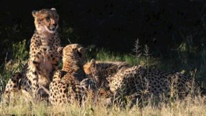 चीता प्रोजेक्ट की सच्चाई छिपाने पर बड़ा बवाल, MP के शीर्ष अफसर को सूचना आयोग का नोटिस