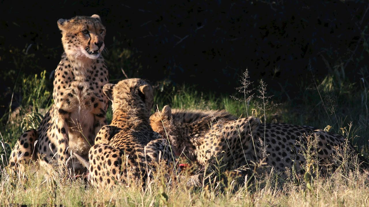 Cheetah Project Rti Truth Exposed Madhya Pradesh Officer Gets Notice