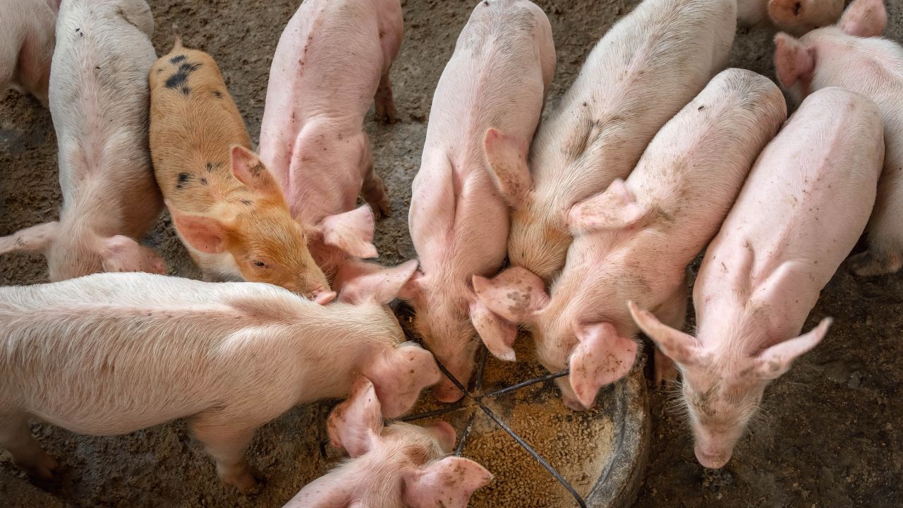 Pig Health Tips Parakeratosis Control Animal Husbandry Department Issued Advisory