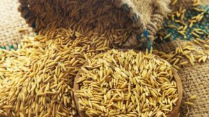 छत्तीसगढ़ में 18 हजार क्विंटल अवैध धान जब्त, प्रशानस ऐसे लोगों पर कर रही सख्त कार्रवाई