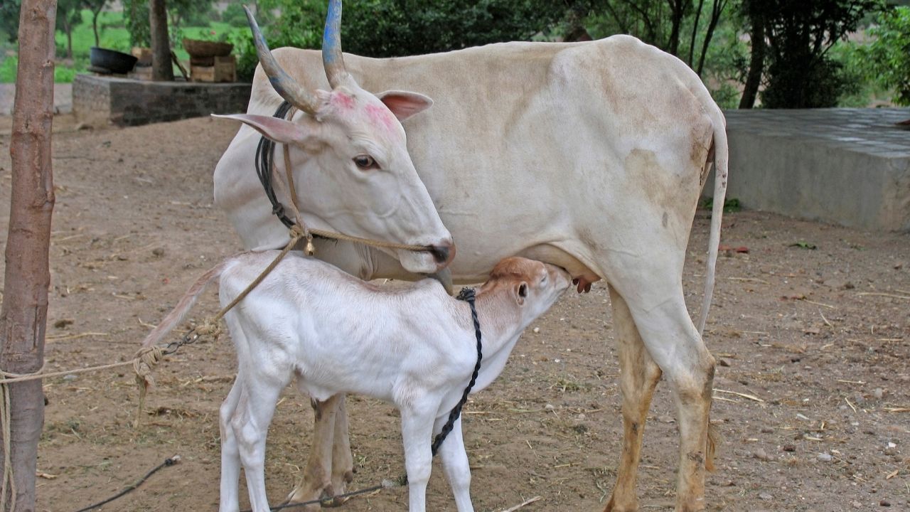 Indigenous Methods Increase Milk Production Know Most Effective Solution For Cattles Farmers