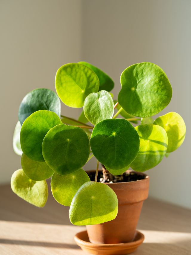 ठंड में मनी प्लांट का बचाना है? फॉलो करें ये टिप्स