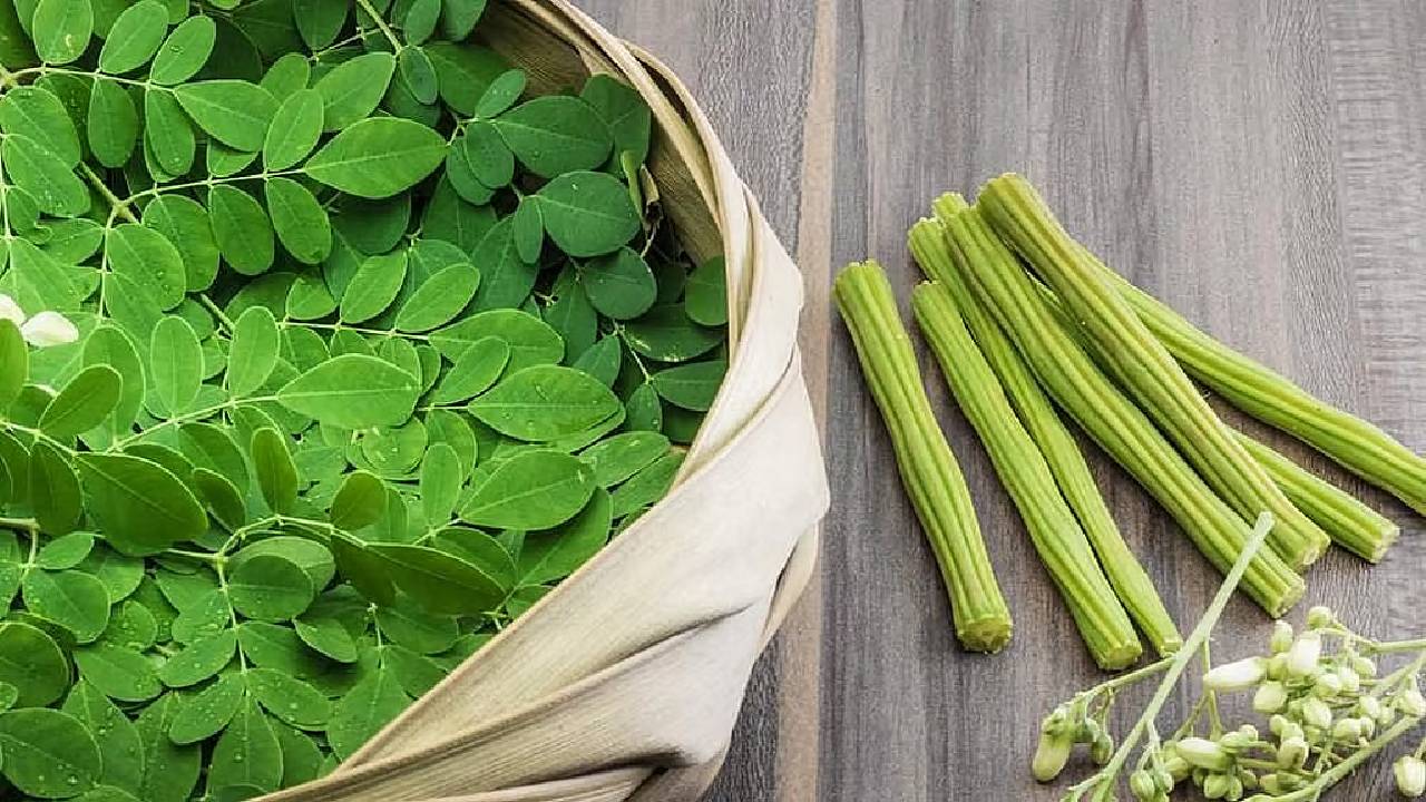 Farmers Can Become Millionaires In Just One Season By Cultivating Moringa Drumstick The Special Thing About This Crop Is That By Planting It Once It Can Yield Twice A Year