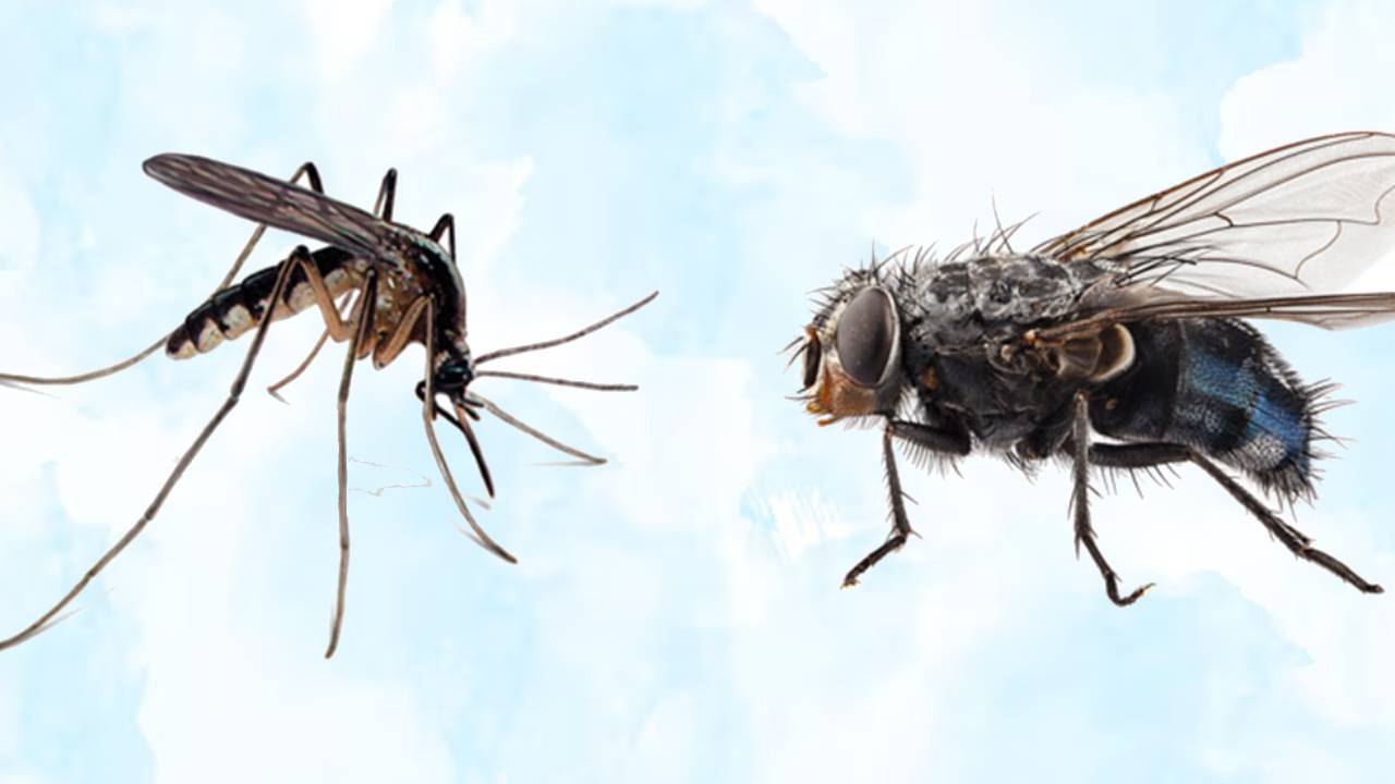 Natural Mosquito Repellent Plants For Home Herbs That Keep Mosquitoes And Flies Away Organic Pest Control Gardening Tips