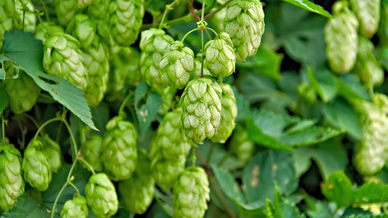 Most Expensive Vegetables Hop Shoots Farming Benefits Gucchi Mushroom Price Cultivation
