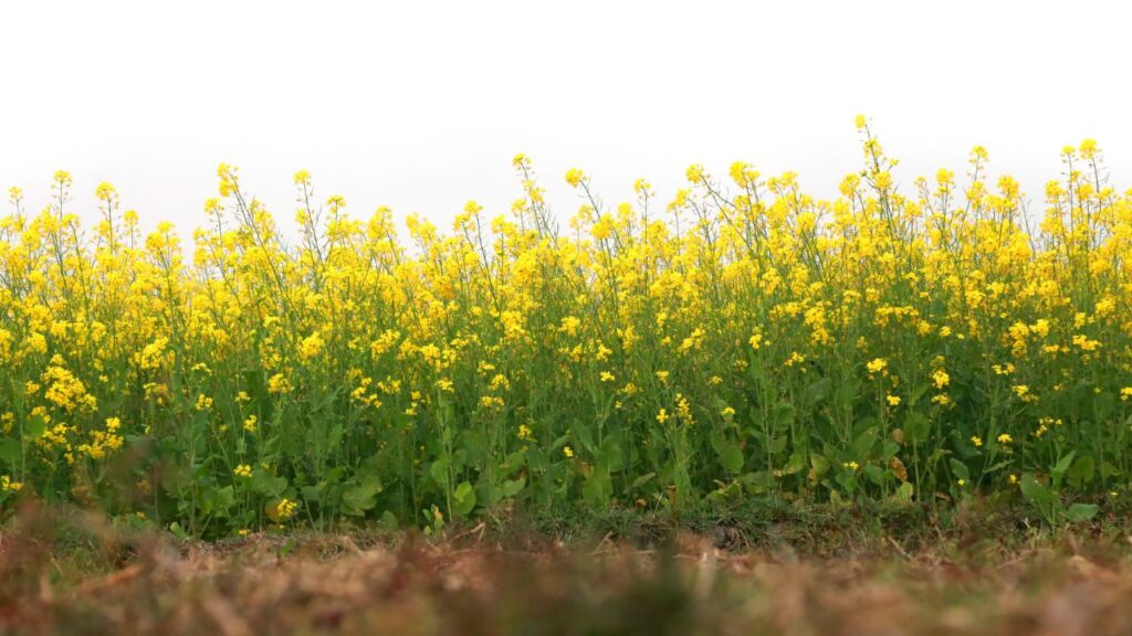 Mustard Crop