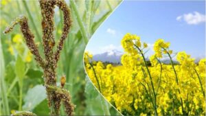 सरसों फसल पर इल्ली कीट का प्रकोप बढ़ा, किसान इन तरीकों को अपनाकर नुकसान से बचाएं उपज