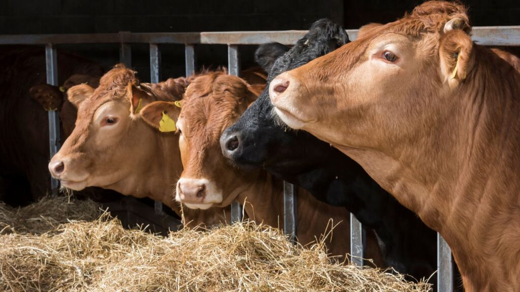 सर्दियों में पशुओं की ऊर्जा जरूरत बढ़ जाती है क्योंकि शरीर ठंड से लड़ने में अधिक शक्ति खर्च करता है. रोजाना चारे में 250 ग्राम गुड़ मिलाने से उनकी बॉडी में गर्माहट बनी रहती है, खून का संचार बेहतर होता है और कमजोरी दूर होती है. सर्दियों में पशुओं की ऊर्जा जरूरत बढ़ जाती है क्योंकि शरीर ठंड से लड़ने में अधिक शक्ति खर्च करता है. रोजाना चारे में 250 ग्राम गुड़ मिलाने से उनकी बॉडी में गर्माहट बनी रहती है, खून का संचार बेहतर होता है और कमजोरी दूर होती है.