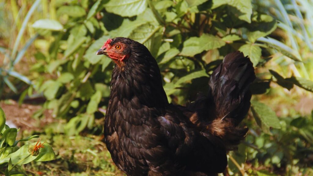 नर्मदा निधि 25% कड़कनाथ और 75% जबलपुर कलर मुर्गी की क्रॉस ब्रीड है. इसी वजह से इसमें कड़कनाथ जैसा स्वाद और जबलपुर कलर जैसी तेज बढ़त—दोनों खूबियां मिलती हैं.