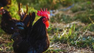 Poultry Farming: इस देसी मुर्गे के आगे कड़कनाथ भी है फेल! 3 महीने में हो जाता है तैयार, मुनाफा भी देता है 2X Poultry Farming: इस देसी मुर्गे के आगे कड़कनाथ भी है फेल! 3 महीने में हो जाता है तैयार, मुनाफा भी देता है 2X