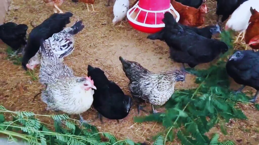  यह नस्ल सिर्फ मीट के लिए ही नहीं, बल्कि अंडा उत्पादन में भी आगे है. एक साल में यह 150 से 180 अंडे तक दे सकती है, जिससे किसानों को अतिरिक्त और स्थायी आमदनी मिलती है.