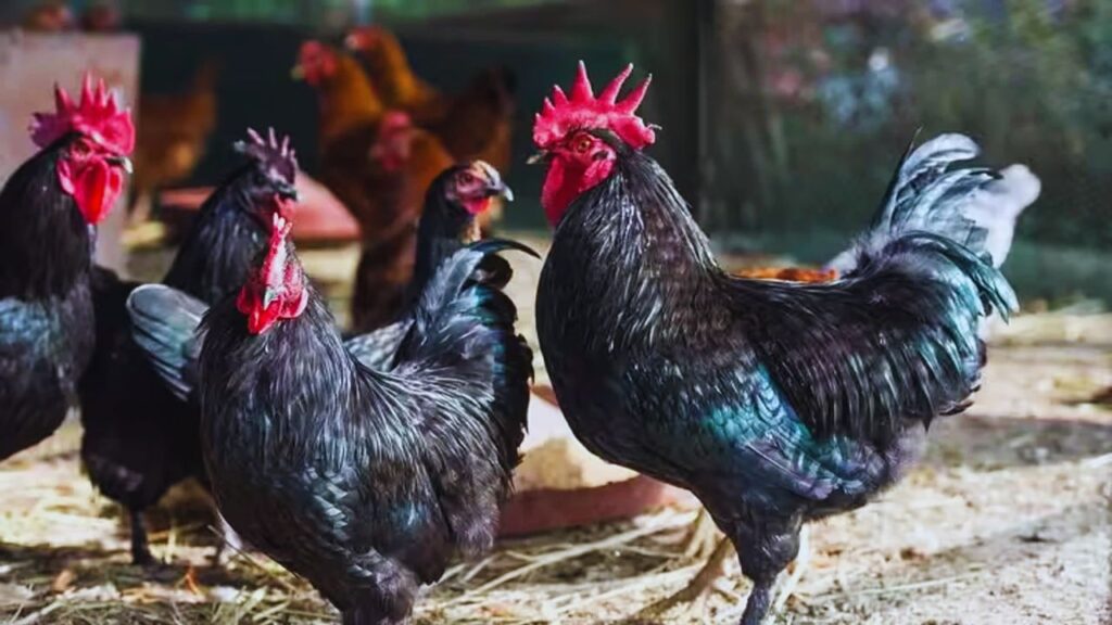 पारंपरिक देसी नस्लों की तुलना में नर्मदा निधि 3 से 4 महीने में ही बाजार के लिए तैयार हो जाती है. इससे बार-बार निवेश करने की जरूरत नहीं पड़ती और कम समय में आय शुरू हो जाती है.