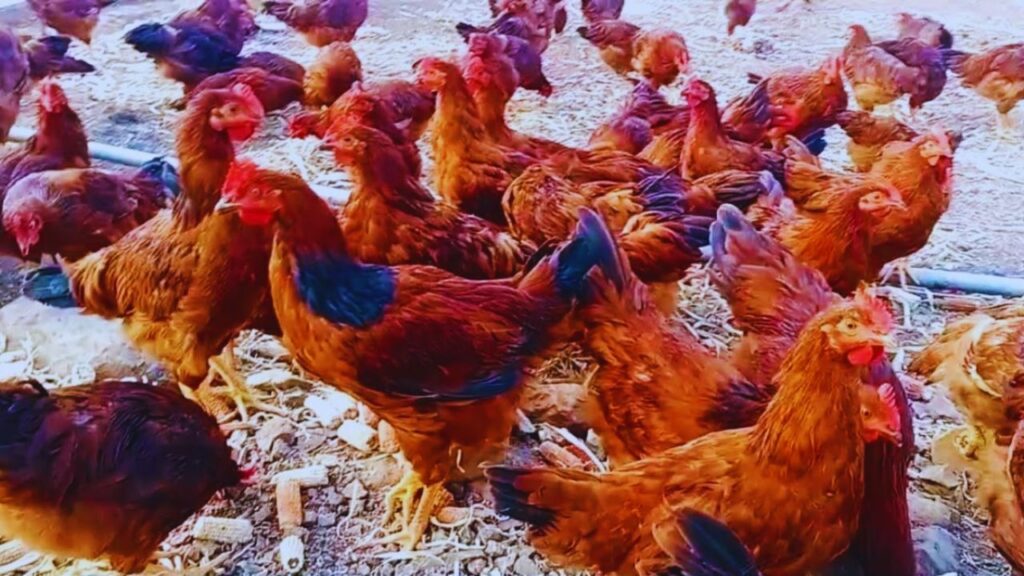 इस नस्ल के मुर्गे मात्र 2.5 महीने में 800-900 ग्राम तक पहुंच जाते हैं और करीब 4.5 महीने में 1.5 किलो वजन पा लेते हैं. इतनी तेज ग्रोथ से किसानों को जल्दी बिक्री और फटाफट मुनाफा मिलता है.