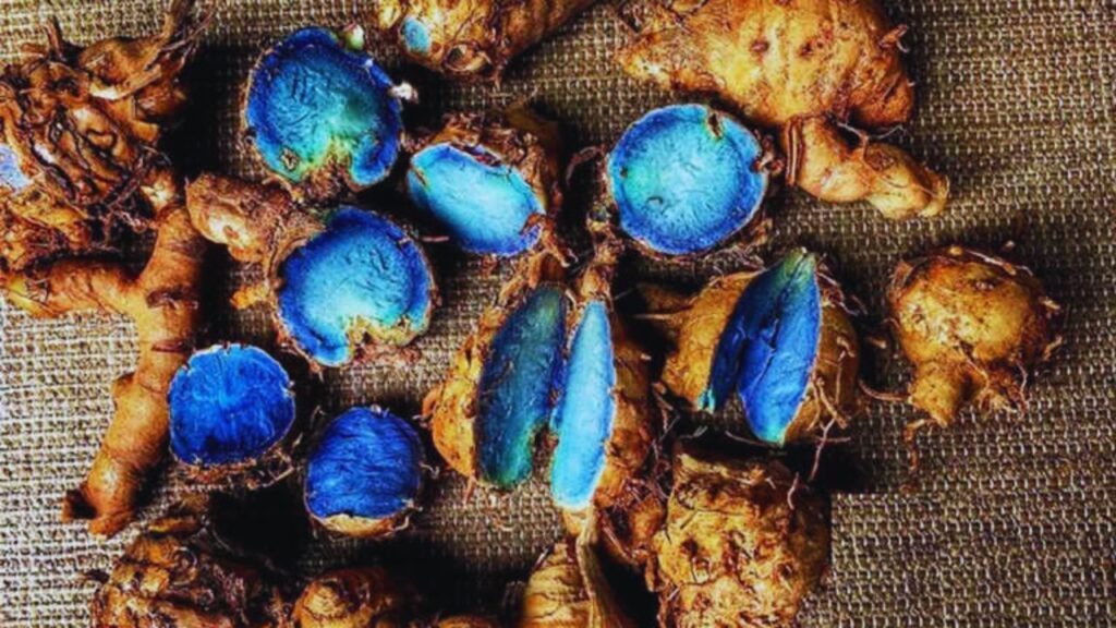 विशेषज्ञों के अनुसार, ब्लू हल्दी में मौजूद करक्यूमिन कैंसर कोशिकाओं की वृद्धि को रोकने में मदद कर सकता है. हालांकि यह केवल शुरुआती शोधों पर आधारित है और इसे किसी भी मेडिकल ट्रीटमेंट का विकल्प नहीं माना जाना चाहिए.