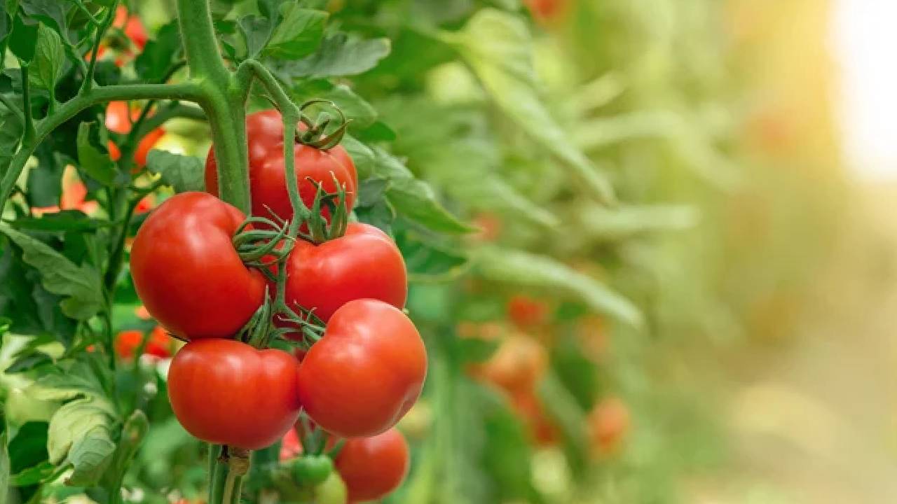 टमाटर की वैज्ञानिक तरीके से खेती करने जबरदस्त मुनाफा, टमाटर की खेती से बदल रहें किस्मत!