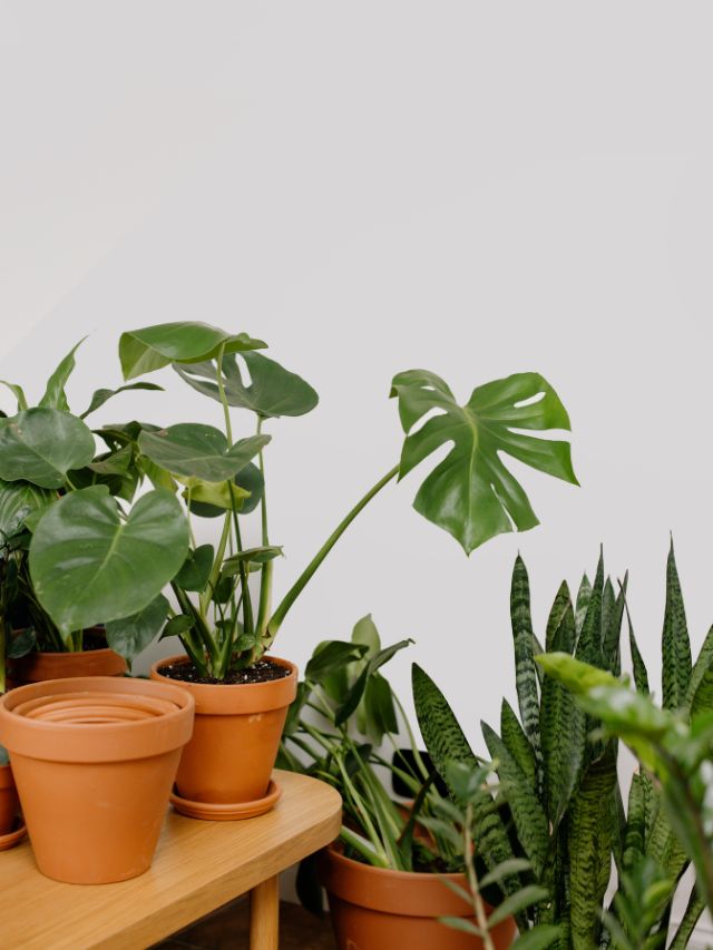 नए साल पर दोस्तों को जरूर गिफ्ट करें ये खास पौधे!