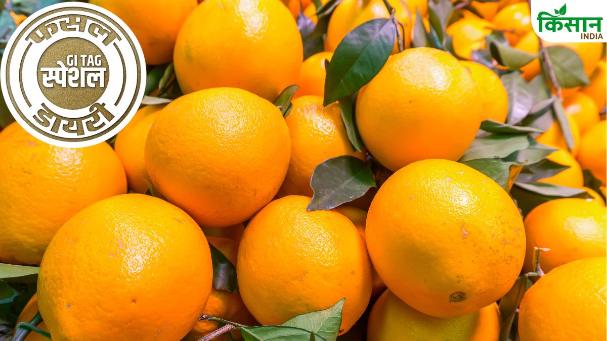 Darjeeling Mandarin Oranges Specialties Gi Tag How To Cultivate Oranges