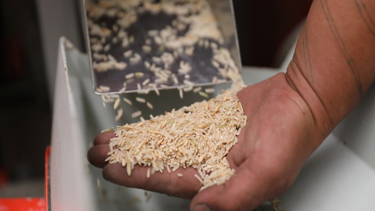 Your Rice Constantly Breaking During Threshing Few Simple Precautions Save You From Damage