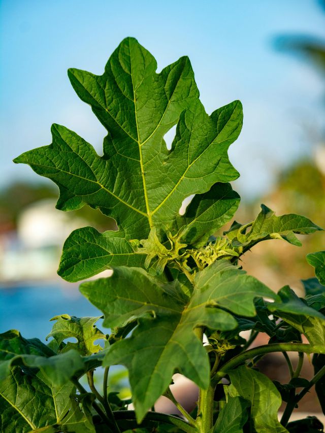 डेंगू से लेकर बालों तक सेहत का खजाना है ये हरे पत्ते!