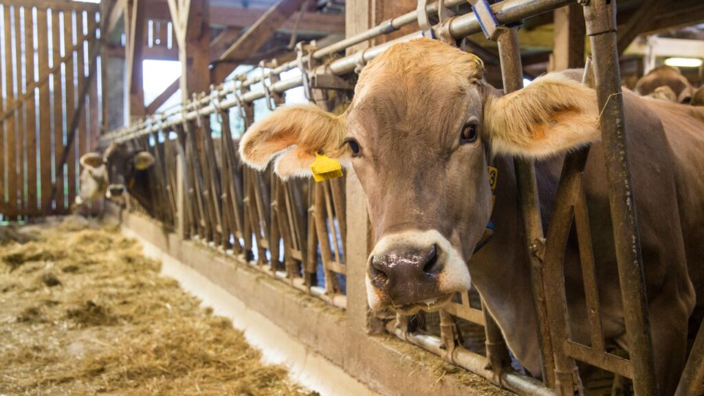 ठंड में गाय-भैंस की पाचन क्रिया कमजोर पड़ जाती है, जिससे वे कम दूध देती हैं. रोजाना चारे में 50 ग्राम सेंधा नमक मिलाने से पाचन शक्ति बेहतर होती है और शरीर को ज़रूरी मिनरल्स भी मिल जाते हैं. इसका सीधा असर दूध उत्पादन पर पड़ता है. ठंड में गाय-भैंस की पाचन क्रिया कमजोर पड़ जाती है, जिससे वे कम दूध देती हैं. रोजाना चारे में 50 ग्राम सेंधा नमक मिलाने से पाचन शक्ति बेहतर होती है और शरीर को ज़रूरी मिनरल्स भी मिल जाते हैं. इसका सीधा असर दूध उत्पादन पर पड़ता है.